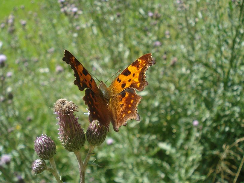 Polygonia c-album